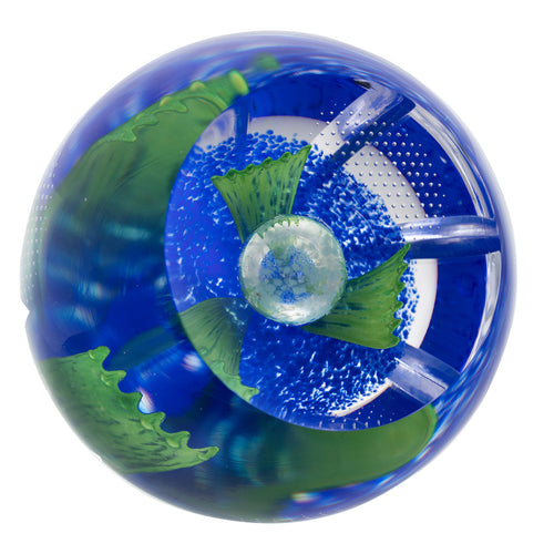 Caithness Azure Blossom- Hot House Collection 2025