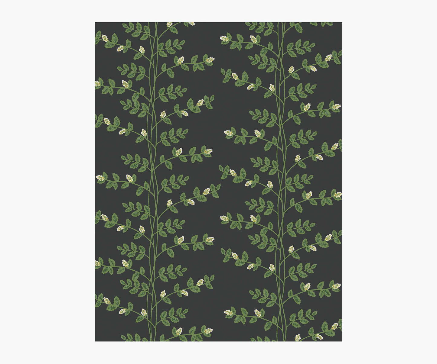 Climbing Vines Wallpaper Sample - Black